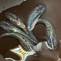 ネプチューンメダカ5頭セットの画像