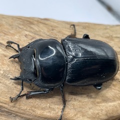 ラオスグランディスオオクワガタの画像