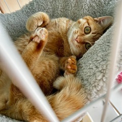 よろしくお願いします！人が大好きで甘えん坊。そばに来て寄り添って...