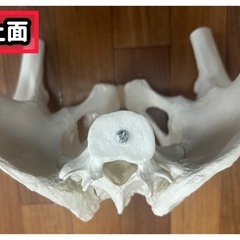 （引取期限は12月31日まで）骨盤模型 可動式 腰椎・仙骨・大腿骨頭付き 良品 整体・医療・ヨガ教材 2,400円の画像