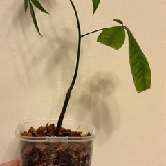 [無料]実生パキラ(ちょっと貧弱😳💦)＆ちっちゃなぺぺロミアジェイド🌱の画像