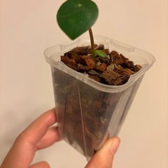 [無料]実生パキラ(ちょっと貧弱😳💦)＆ちっちゃなぺぺロミアジェイド🌱の画像