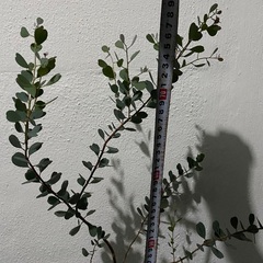 ⭐️絶賛成長期ユーカリ•ウェブステリアナ(ハートリーフ)⭐️の画像