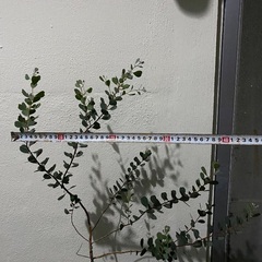 ⭐️絶賛成長期ユーカリ•ウェブステリアナ(ハートリーフ)⭐️の画像