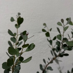 ⭐️絶賛成長期ユーカリ•ウェブステリアナ(ハートリーフ)⭐️の画像