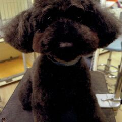 トイプードル・ブラック・男の子・６才