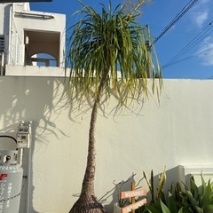 トックリラン　ポニーテール　観葉植物の画像