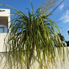 トックリラン　ポニーテール　観葉植物の画像