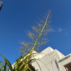 トックリラン　ポニーテール　観葉植物の画像