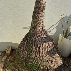 トックリラン　ポニーテール　観葉植物の画像