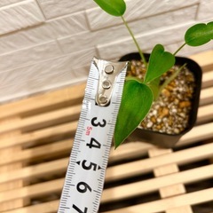 ★お値下げ★　⒈観葉植物✨超稀少な子株✨アロカシア タイニーダンサー  プレステラ90型 プラ鉢 受け皿無しの画像