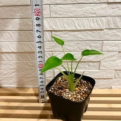 ★お値下げ★　⒈観葉植物✨超稀少な子株✨アロカシア タイニーダンサー  プレステラ90型 プラ鉢 受け皿無しの画像