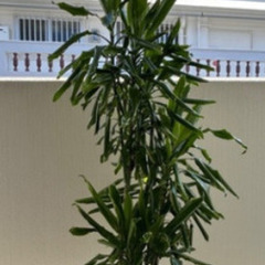 観葉植物セットの画像