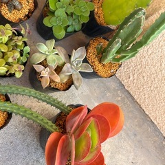 ⓸沢山の植物🪴20点まとめての画像