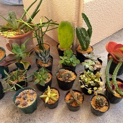 ⓸沢山の植物🪴20点まとめての画像