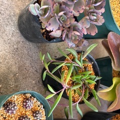 ⓸沢山の植物🪴20点まとめての画像