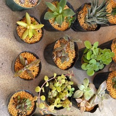 ⓸沢山の植物🪴20点まとめての画像