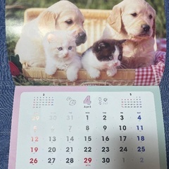 2026年壁掛カレンダー ふわもふフレンズ アニマルカレンダー 犬 猫 うさぎの画像