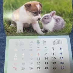 2026年壁掛カレンダー ふわもふフレンズ アニマルカレンダー 犬 猫 うさぎの画像