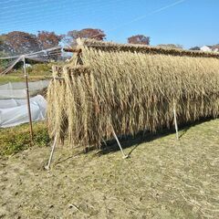 籾殻　無農薬　無肥料　手植え　手刈り　天日干しの画像