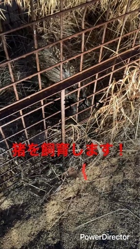 猪　イノシシ　