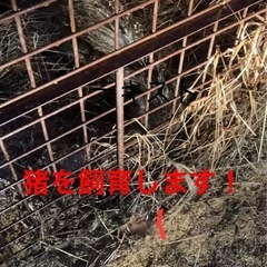 猪　イノシシ　の画像