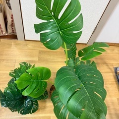 IKEA モンステラの画像