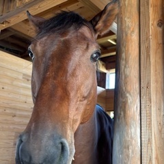 サラブレッド馬糞の画像