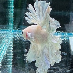 【AQUA COUTURE】インドネシア輸入厳選ベタ　キングフェザーテール　ほぼ白だけどちょっとブルーグリッセルの画像