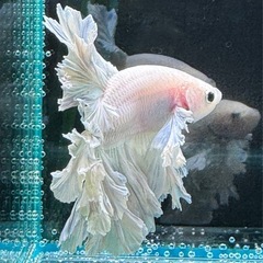 【AQUA COUTURE】インドネシア輸入厳選ベタ　キングフェザーテール　ほぼ白だけどちょっとブルーグリッセルの画像