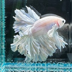 【AQUA COUTURE】インドネシア輸入厳選ベタ　キングフェザーテール　ほぼ白だけどちょっとブルーグリッセルの画像