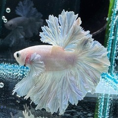 【AQUA COUTURE】インドネシア輸入厳選ベタ　キングフェザーテール　ほぼ白だけどちょっとブルーグリッセルの画像