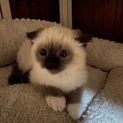 モフモフで可愛いシャム猫風子猫