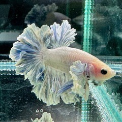 【AQUA COUTURE】インドネシア輸入厳選ベタ　キングフェザーテール　ブルーグリッセルの画像