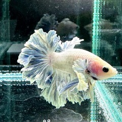 【AQUA COUTURE】インドネシア輸入厳選ベタ　キングフェザーテール　ブルーグリッセルの画像