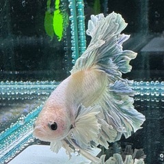 【AQUA COUTURE】インドネシア輸入厳選ベタ　キングフェザーテール　ブルーグリッセルの画像