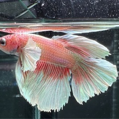 【AQUA COUTURE】インドネシア輸入厳選ベタ　ローズテール　ピンクバタフライの画像