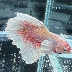 【AQUA COUTURE】インドネシア輸入厳選ベタ　ローズテール　ピンクバタフライの画像