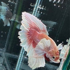 【AQUA COUTURE】インドネシア輸入厳選ベタ　ローズテール　ピンクバタフライの画像