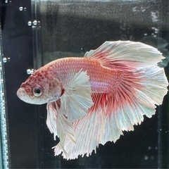 【AQUA COUTURE】インドネシア輸入厳選ベタ　ローズテール　ピンクバタフライの画像