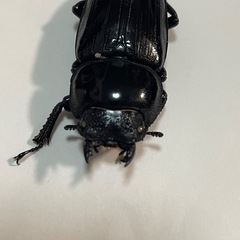 国産オオクワガタ ホワイトアイ 成虫 ペアの画像