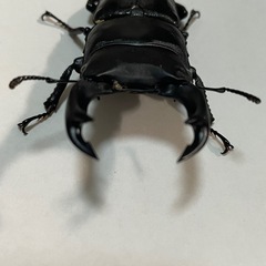 国産オオクワガタ ホワイトアイ 成虫 ペアの画像