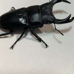 国産オオクワガタ ホワイトアイ 成虫 ペアの画像