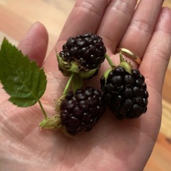 ブラックベリー　木の画像