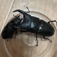 国産オオクワガタ ホワイトアイ 成虫 ペアの画像