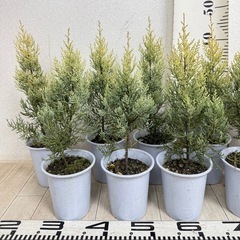 【植物】コニファー苗 サルフレアの画像