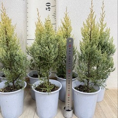 【植物】コニファー苗 サルフレアの画像