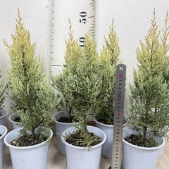 【植物】コニファー苗 サルフレアの画像