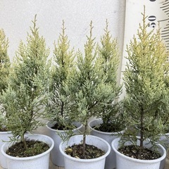 【植物】コニファー苗 サルフレアの画像