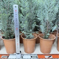 【植物】コニファー苗 アルミゴールドの画像